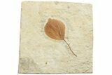Fossil Leaf (Zizyphoides) - Montana #223803-1
